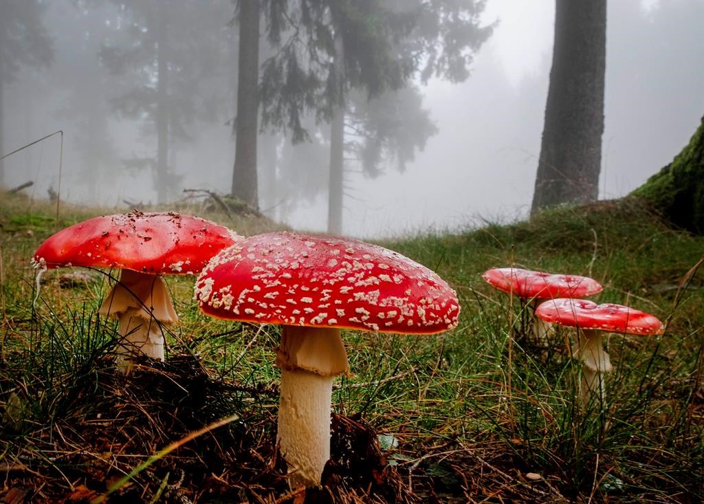 ‘It’s like a treasure hunt’: B.C. conditions are magic for mushrooms