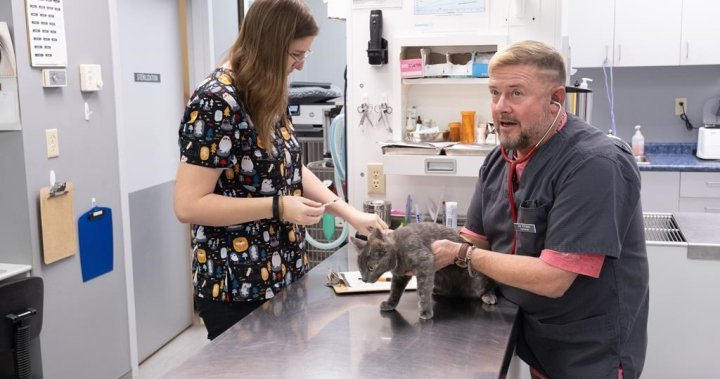 Many veterinarians in Canada are facing extreme burnout and declining mental health