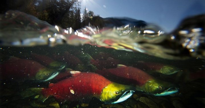 UBC team probing tire chemical linked to salmon death wins $1.8M in funding