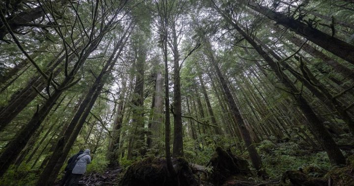 „Нито никел“: Работници твърдят, че съкращава B.C. Пенсионен план за вътрешна дърводобив