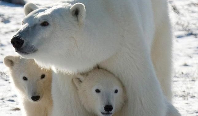 教堂北方研究中心利用8.3万美元的拨款改进北极熊研究