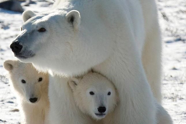 Churchill Northern Studies Centre using $83K grant to improve polar-bear research