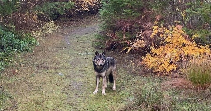 温哥华岛的狼狗在库姆斯杀死狗，露营地表示