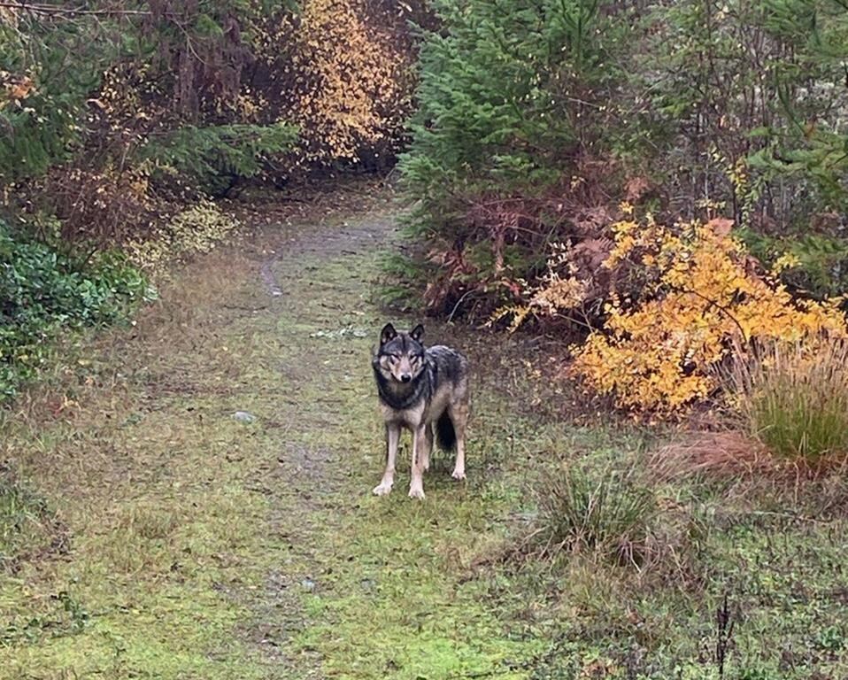 Vancouver Island wolf-dog kills dog in Coombs, campground says