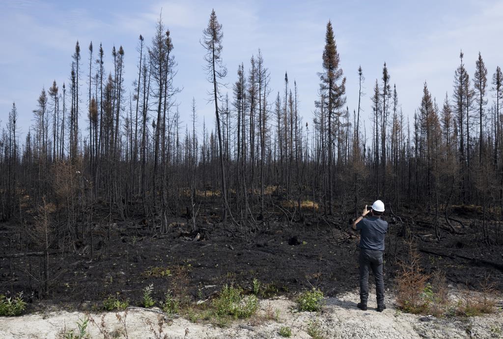 A reporter takes a photo of trees damaged by fire during a tour near Lebel-sur-Quévillon, Que., Wednesday, July 5, 2023. Quebec's forest fire prevention agency says the area burned by wildfires this year was greater than the previous 20 years combined. 