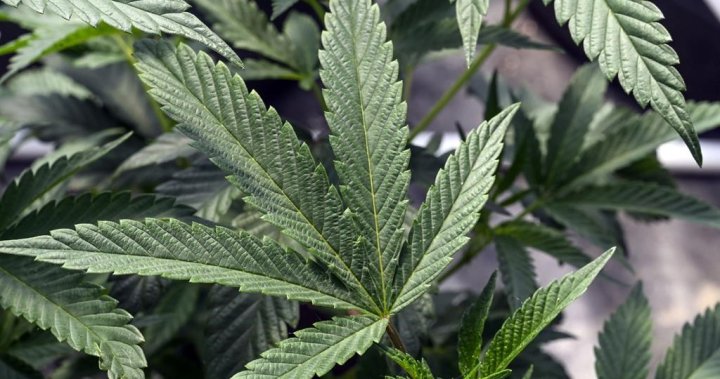 一些阿尔伯塔省的女性转向大麻来缓解更年期症状