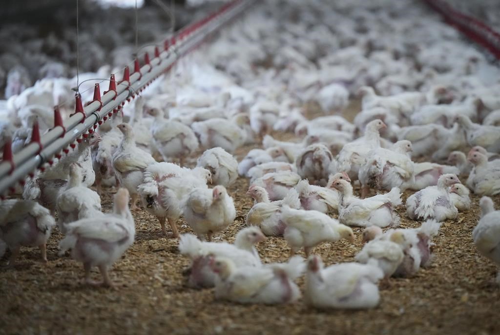 Chickens are seen at a poultry farm in Abbotsford, B.C., on Thursday, Nov. 10, 2022. 