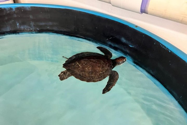 Hypothermic turtle revived after rescue from Bay of Fundy shore, shipped south