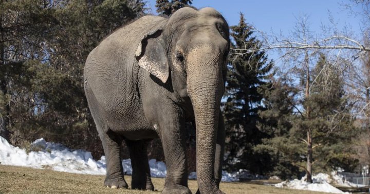 Здравният доклад отново потвърждава, че слоницата Луси не трябва да напуска зоологическата градина в Едмънтън Вали