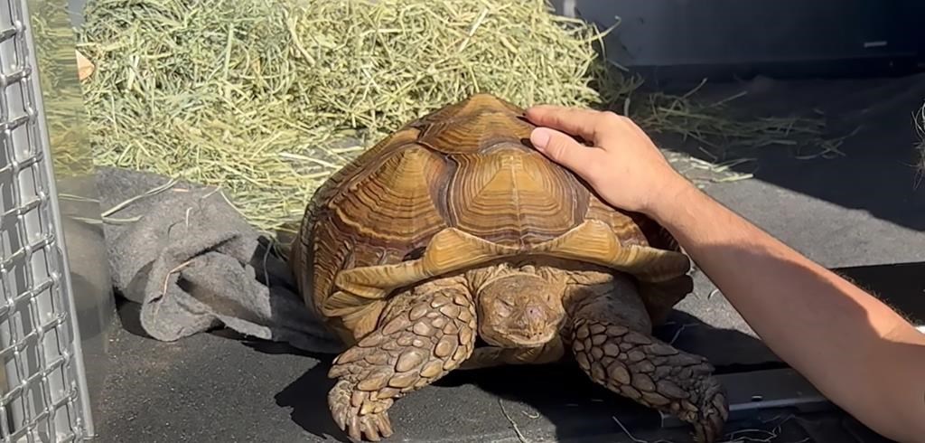 Tortoise found wandering in Richmond named Frank the Tank finds new B.C. home