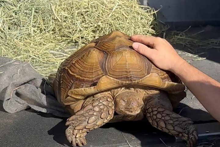 Tortoise found wandering in Richmond named Frank the Tank finds new B.C. home