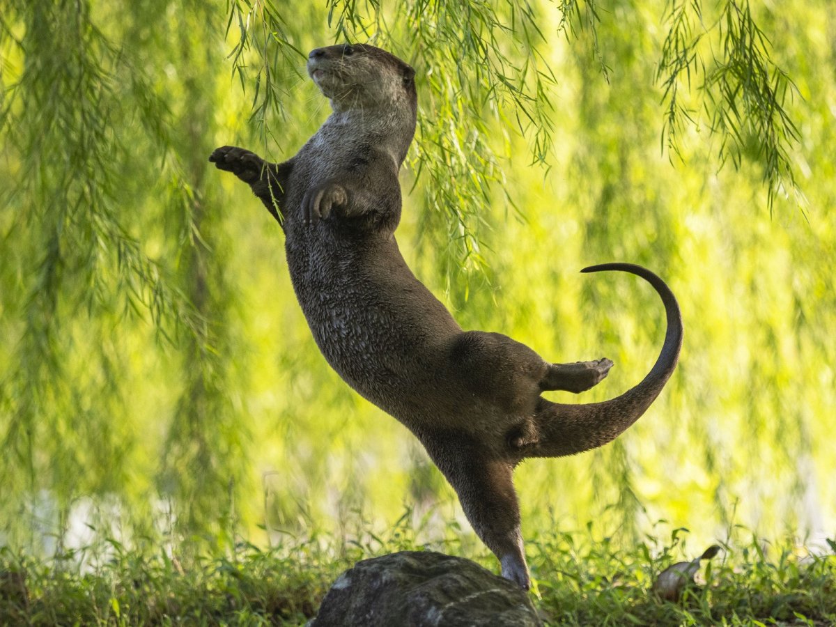An otter jumps in the air.