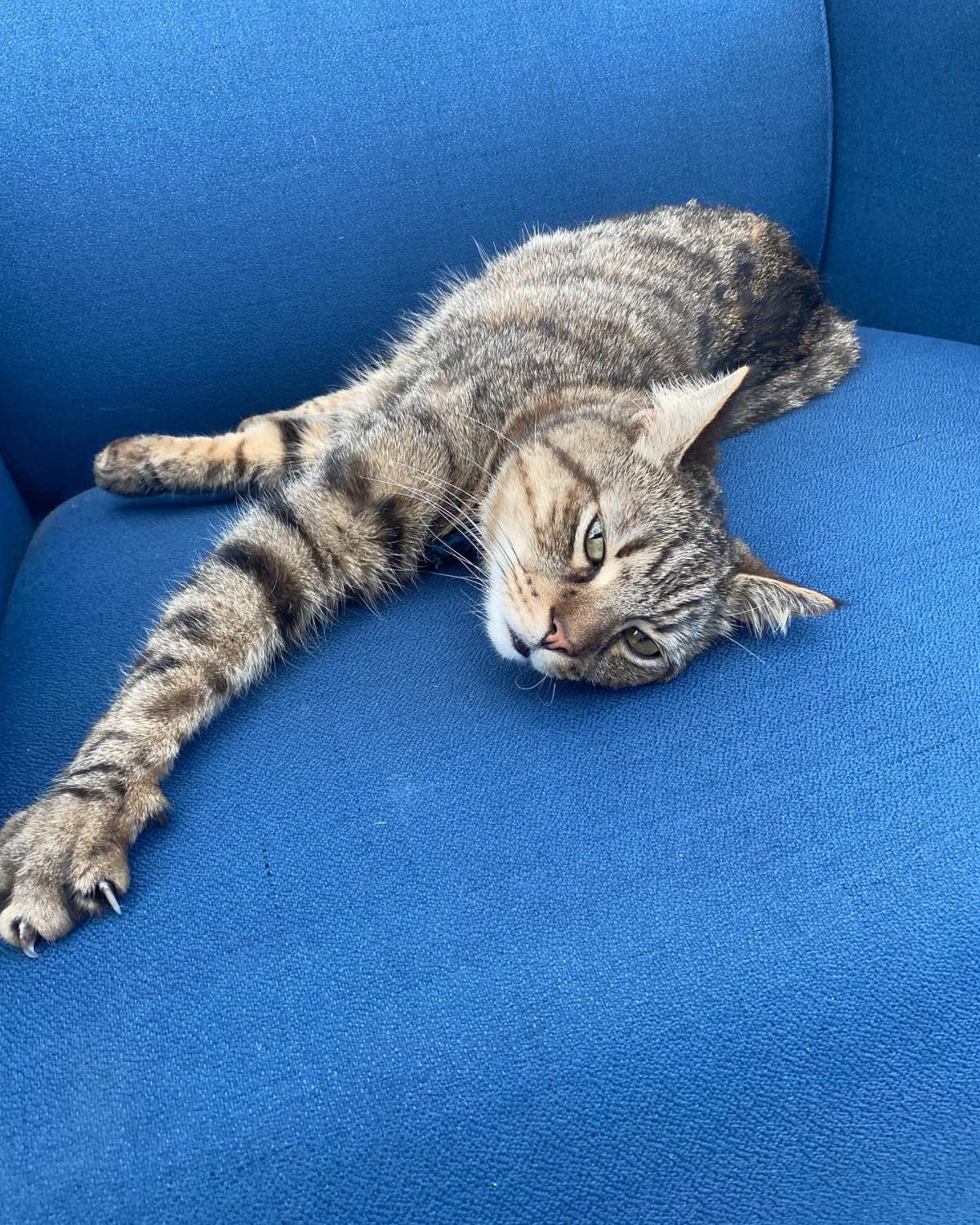 Carlton could frequently be found taking naps around campus.