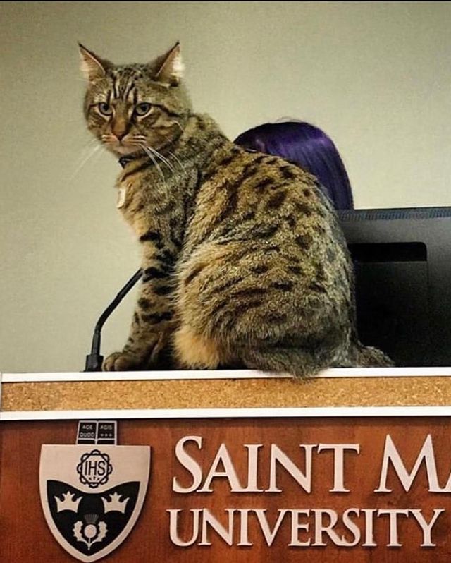 Hundreds of comments are pouring in from SMU community members offering their condolences and sharing happy memories.