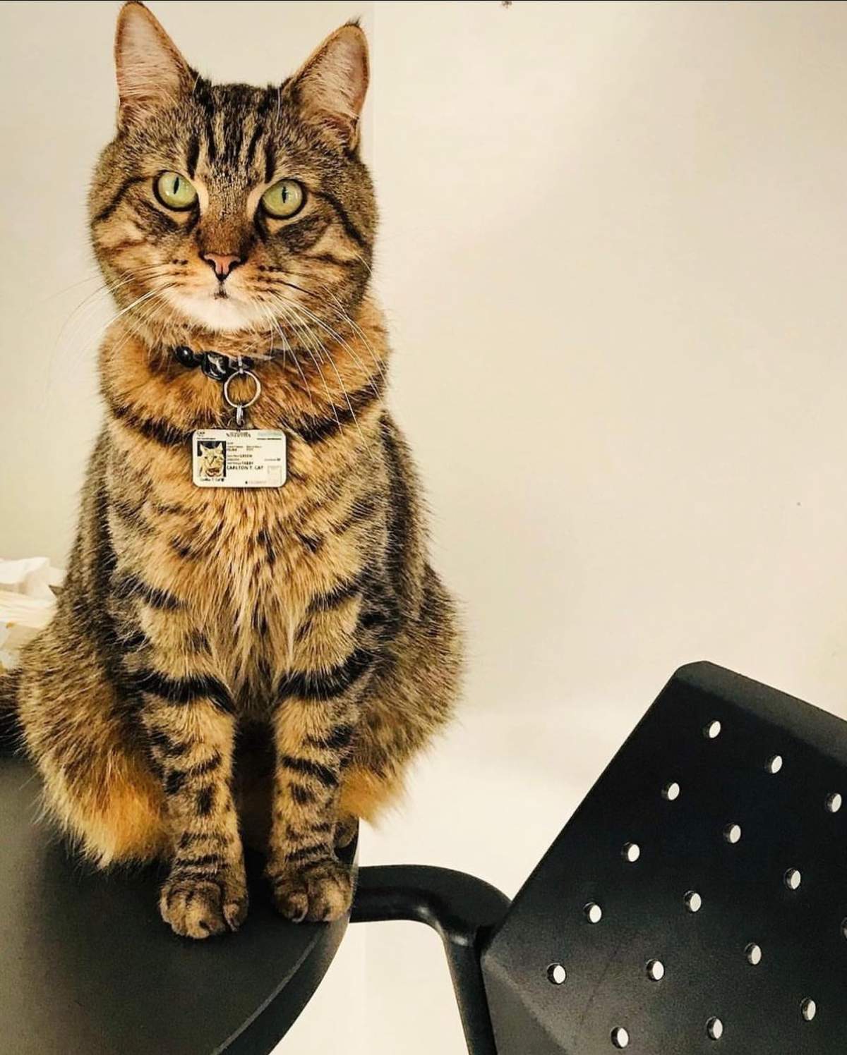 Carlton had his own SMU Sobey School of Business faculty page, and a tag that read: ‘Carlton T. Cat.’