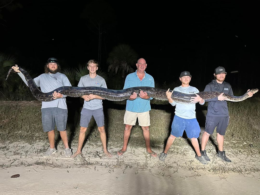 Massive 200-lb Invasive Python Caught, One Of The Largest Ever In ...