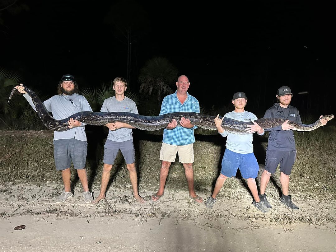 Photo of a massive 198-pound Burmese python held up by 5 hunters in Big Cypress National Preserve in southern Florida.