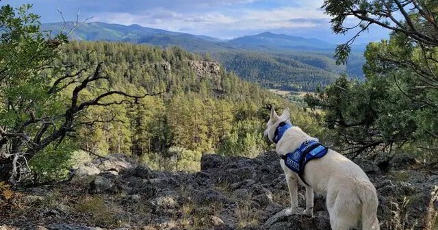 Photo of a K9 rescue dog involved in the recovery of 71-year-old Rich Moore, who died on Blackhead Peak in Colorado. Moore's Jack Russell terrier survived the ordeal and was found at the hiker's side.