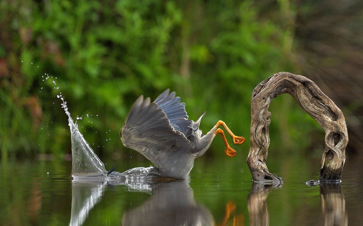 A heron loses its balance.