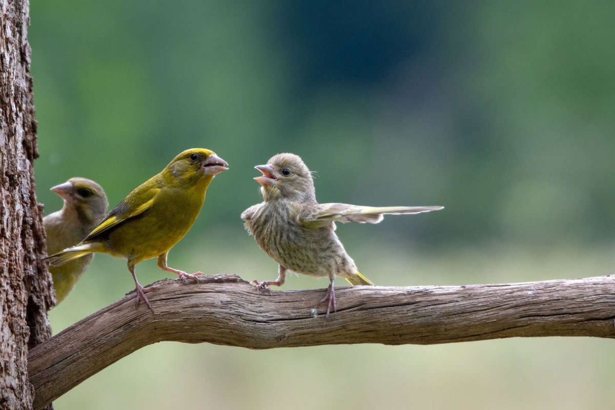 Two birds argue on a branch.