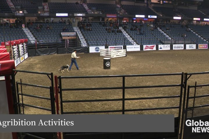 WATCH: Agribition attractions and activities in the Queen City