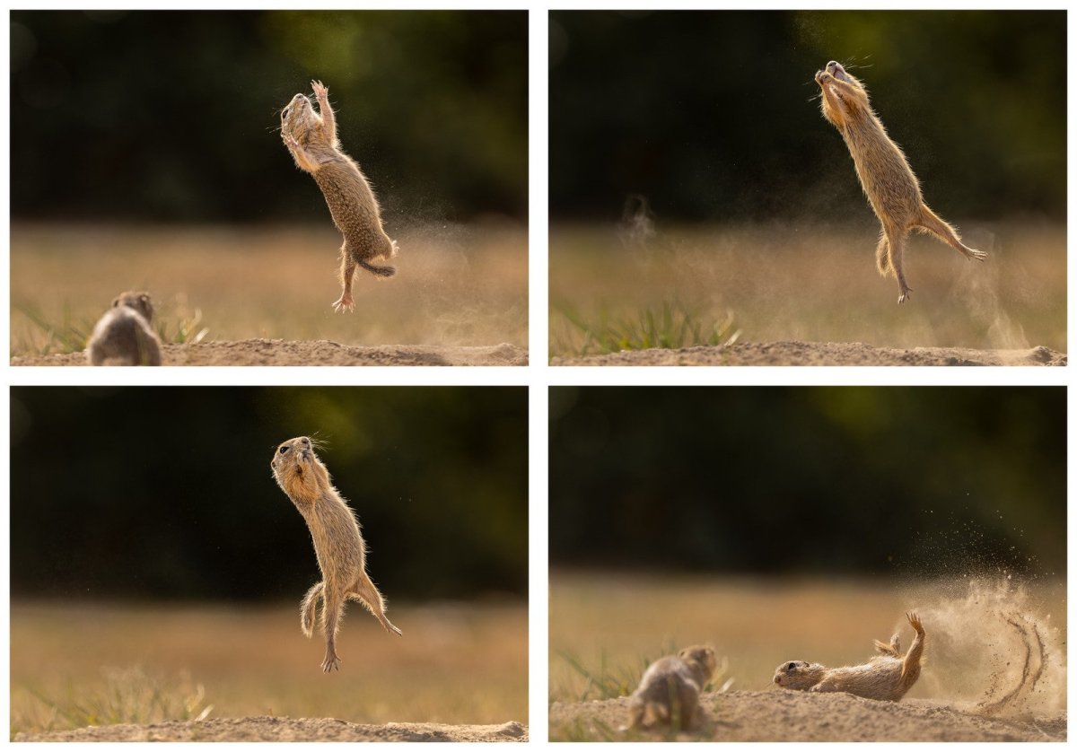 A ground squirrel jumps into the air.