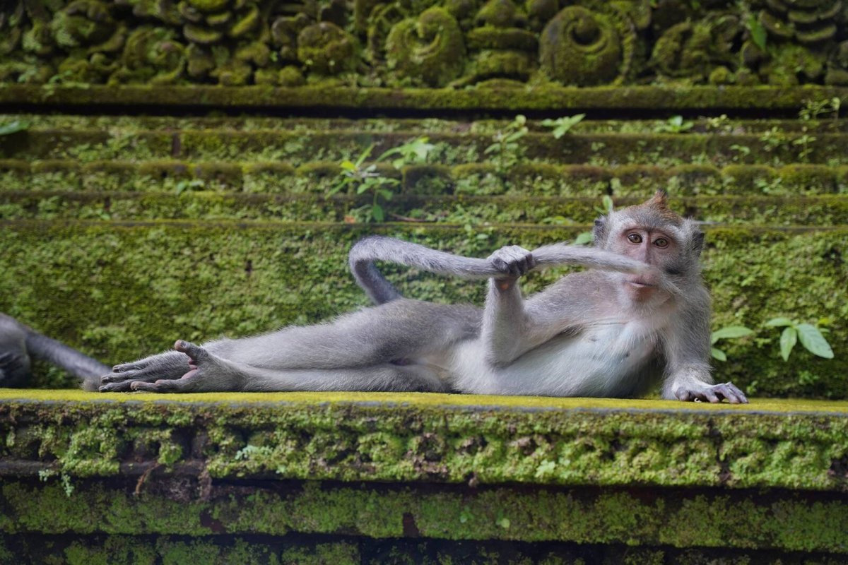 a monkey takes a rest and plays with its tail.