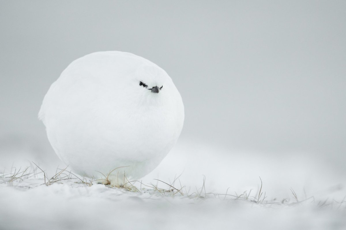 a grouse looks like a snowball.