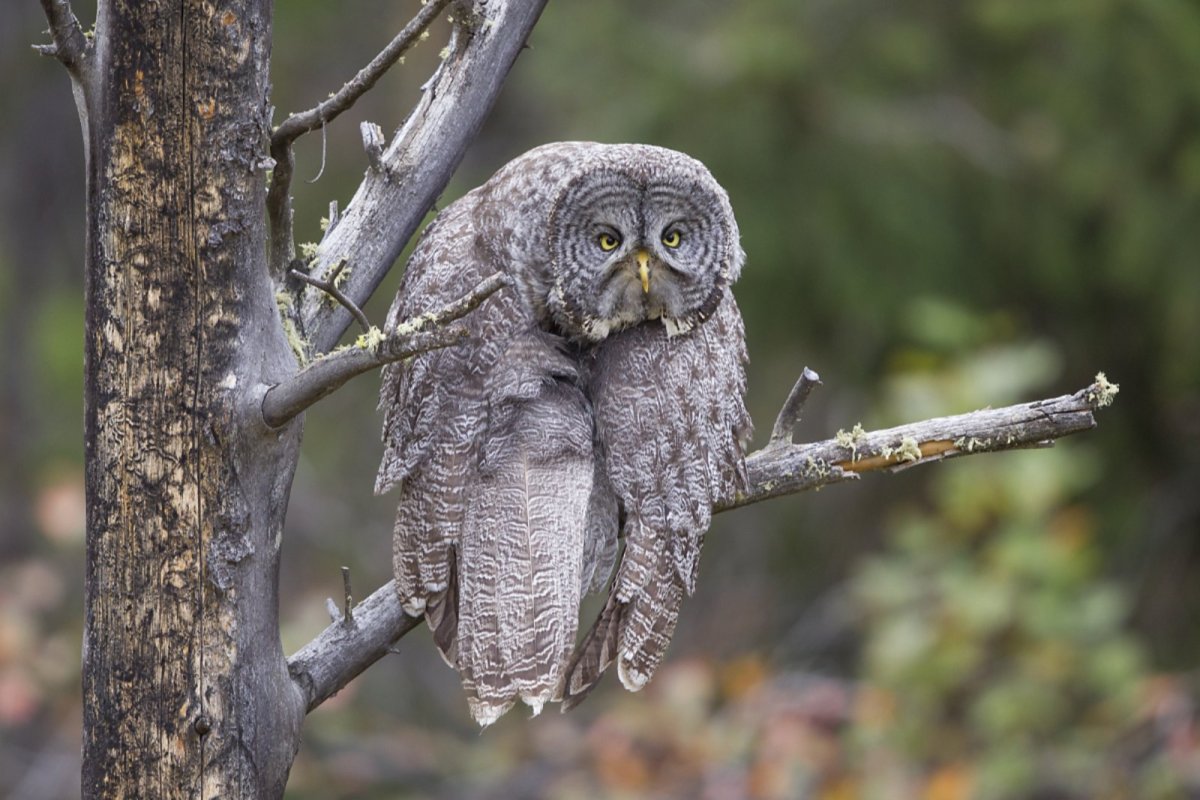 an exhausted owl sits on a branch.