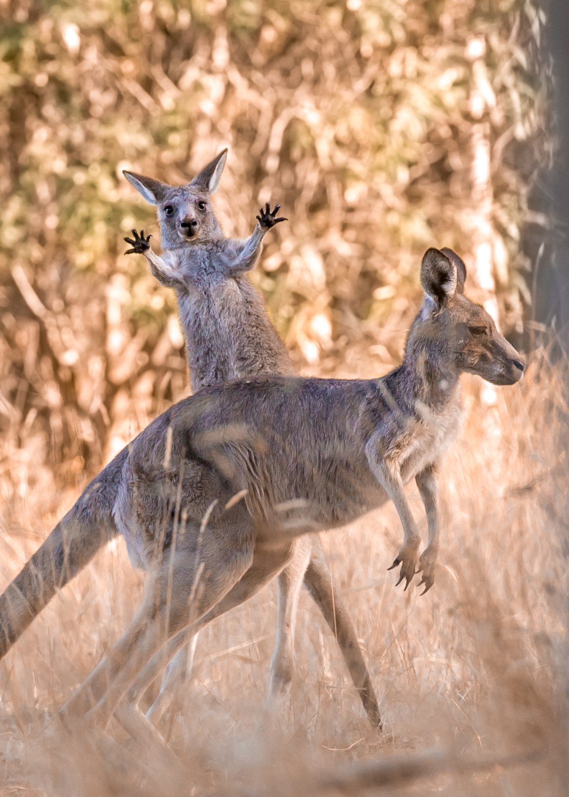 a kangroo and joey mess around.