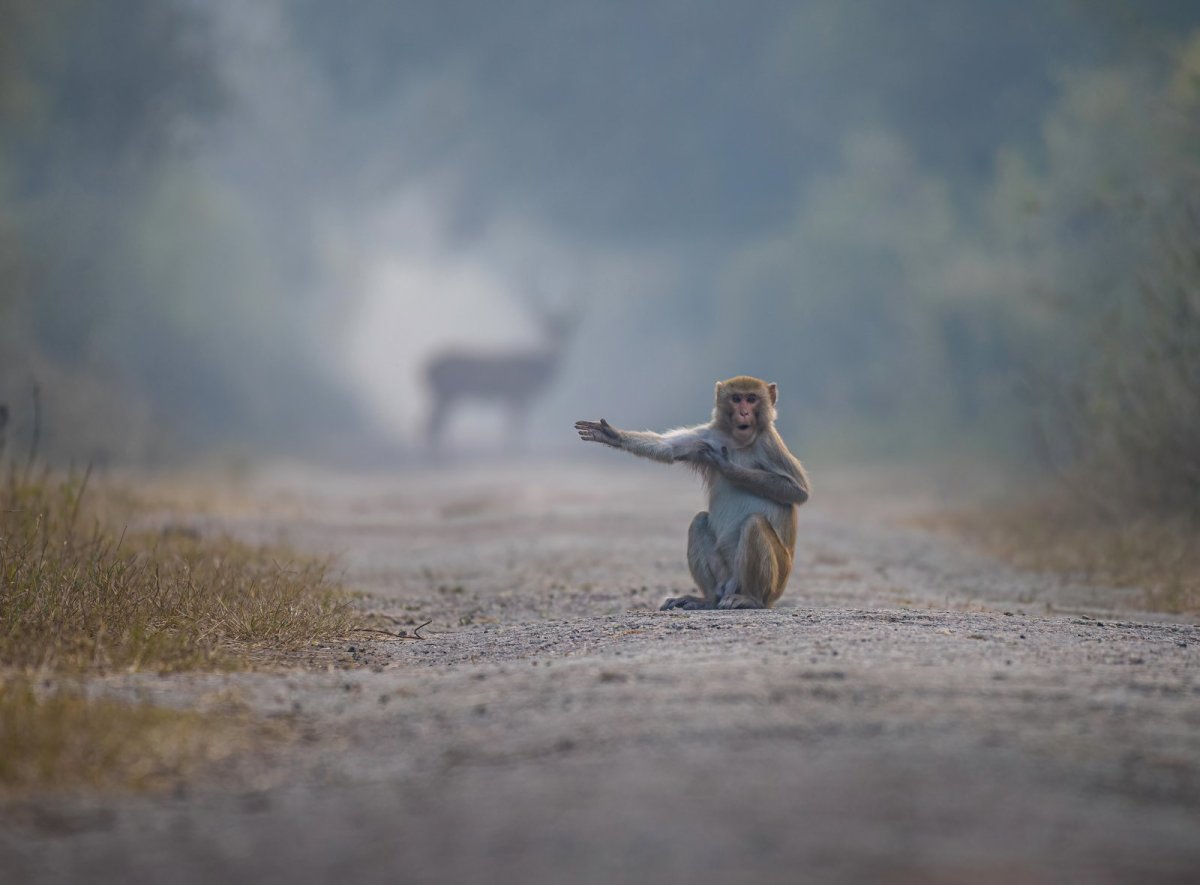 a monkey gestures, sticking its hand out to the right.