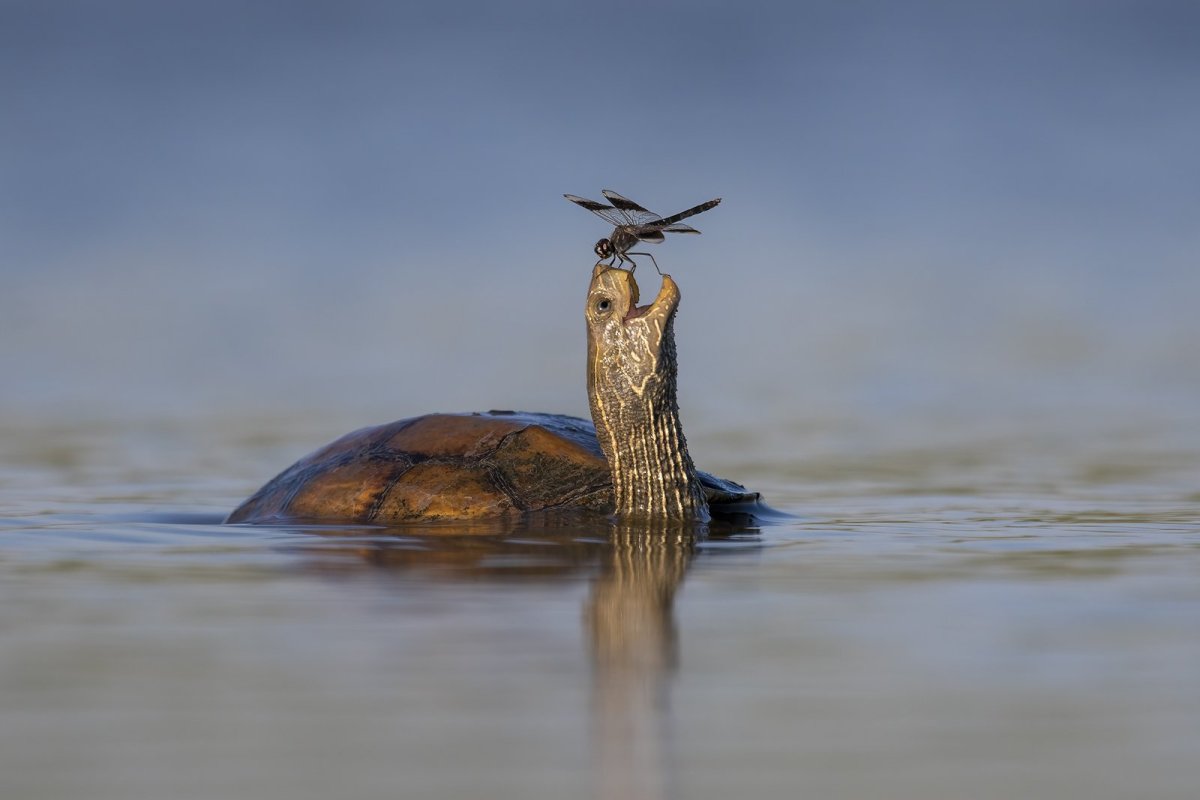 a dragonfly rests on a turtle's open mouth.