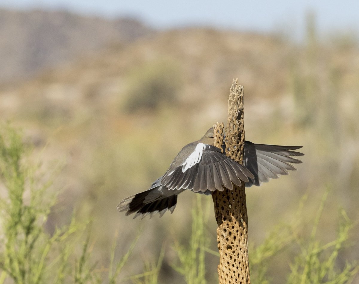 a bird flies into a cactus.