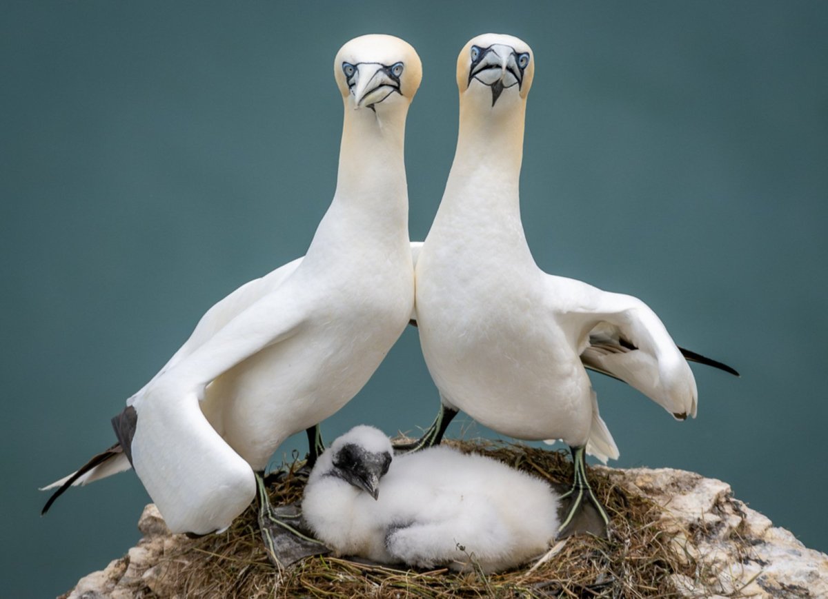 two gannets protect their offspring.