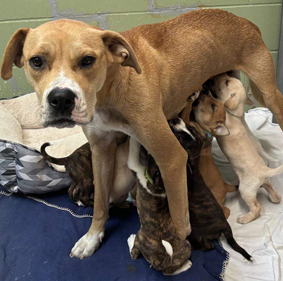A photo of one of the adult dogs and her litter of nine puppies that were seized by the BC SPCA.