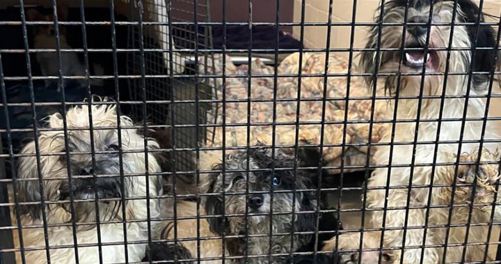 39 кучета, 5 котки, иззети от „шокиращо нехигиеничен“ дом близо до остров Ванкувър