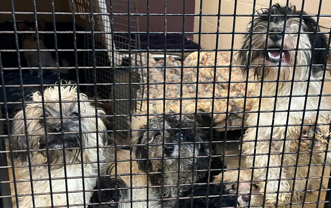 39 dogs, 5 cats seized from ‘shockingly unsanitary’ home near Vancouver Island