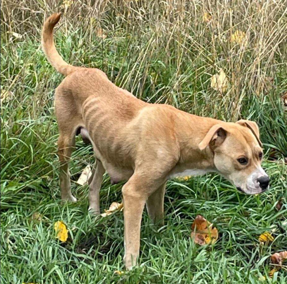 A photo of one of the emaciated dogs seized by the BC SPCA.