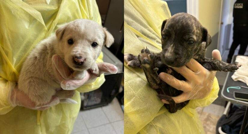 Two of the 18 puppies that were seized from a property near Chase, B.C., by the SPCA.
