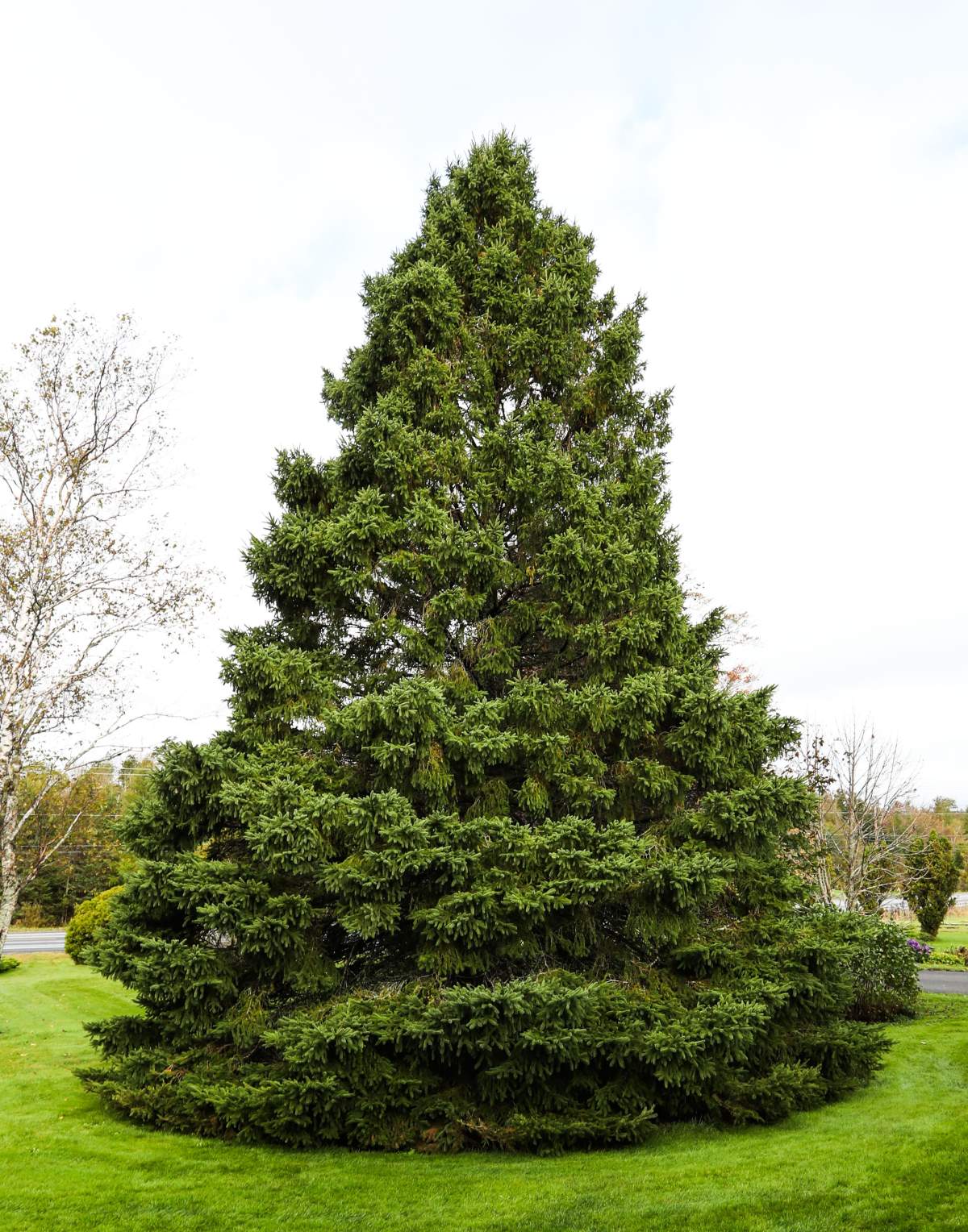 The tree-cutting ceremony will take place Wednesday.