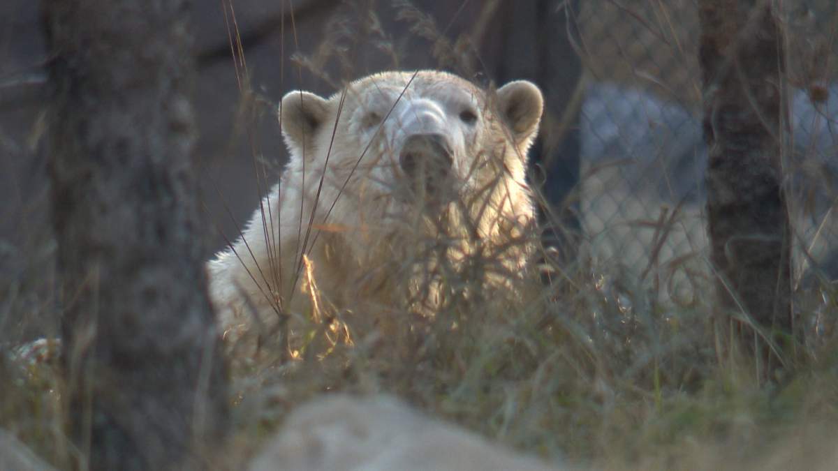 The new polar bear habitat at the Wilder Institute/Calgary Zoo covers more than two acres.