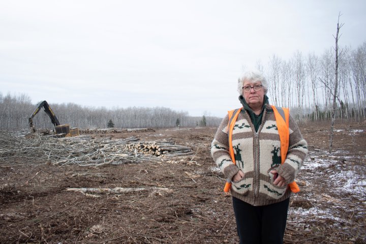 Ness Creek residents concerned about clear-cutting near iconic festival grounds