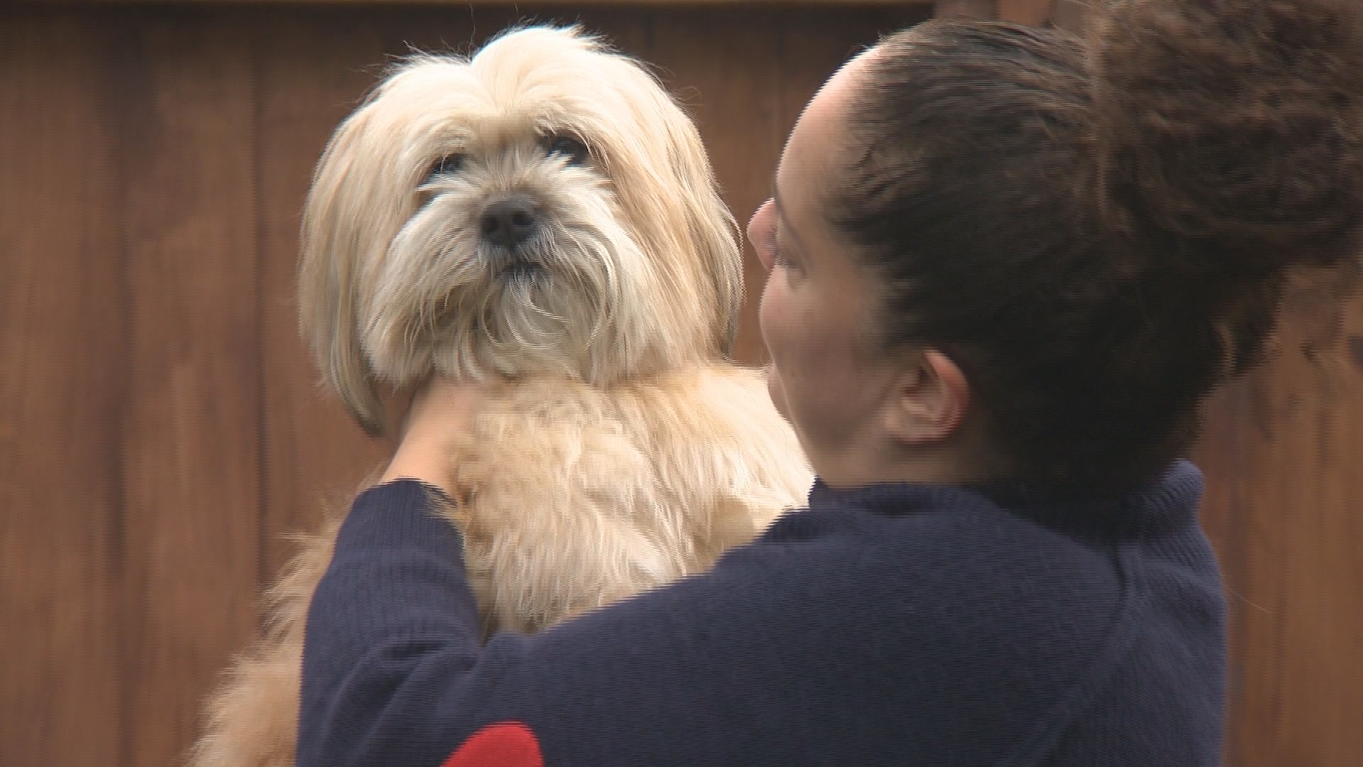 Един ден Чоко беше възбудимо жизнено петгодишно куче а на