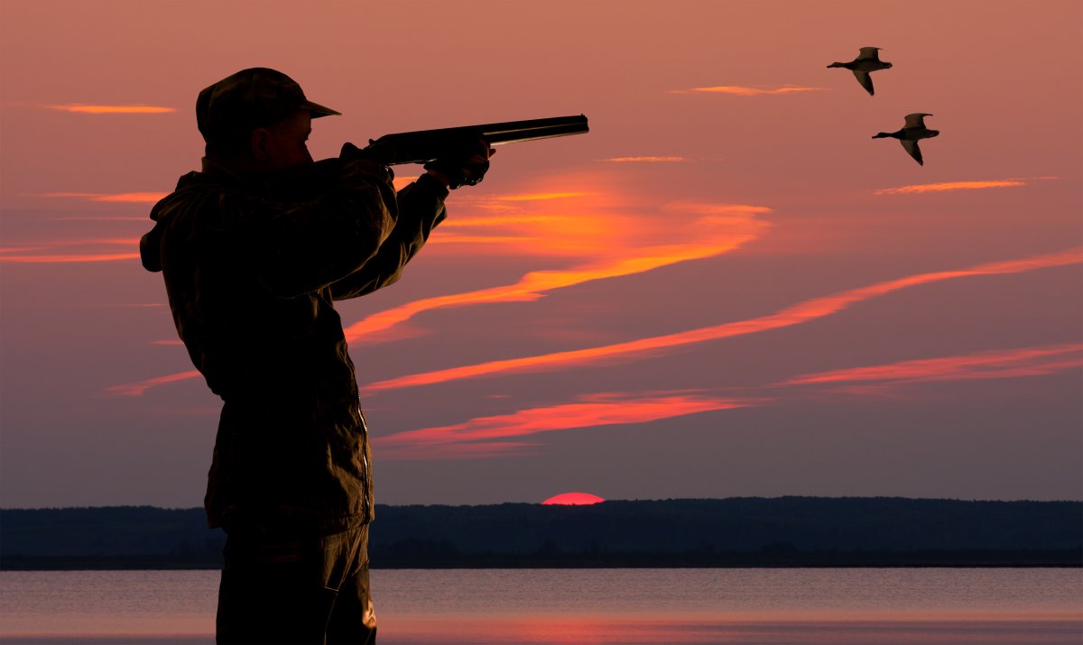 File - Silhouette of a duck hunter aiming a shotgun.