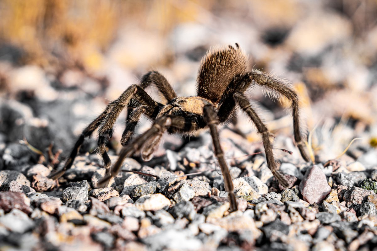 File - A tarantula walking over gravel in Death Valley National Park.
