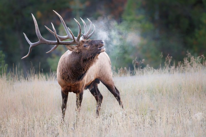 Don’t feed the animals: Woman dies after elk tramples her in Arizona backyard