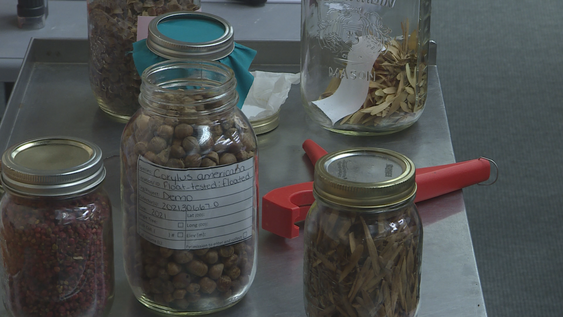 Fredericton workshop trains Indigenous communities on seed collection