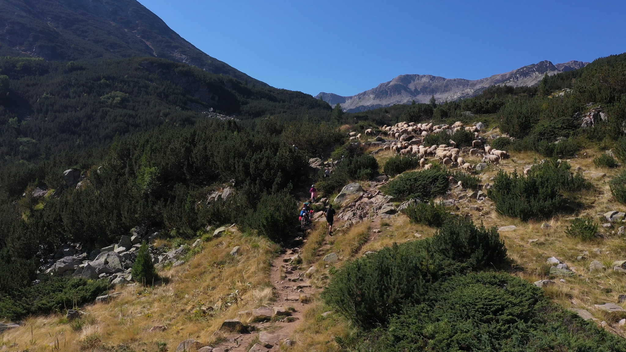 Tourists hike a popular trail in Pirin National Park alongside a herd of sheep on August 18, 2023.