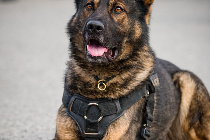 Suspect in attempted Kelowna-area break-in tracked down by police dog