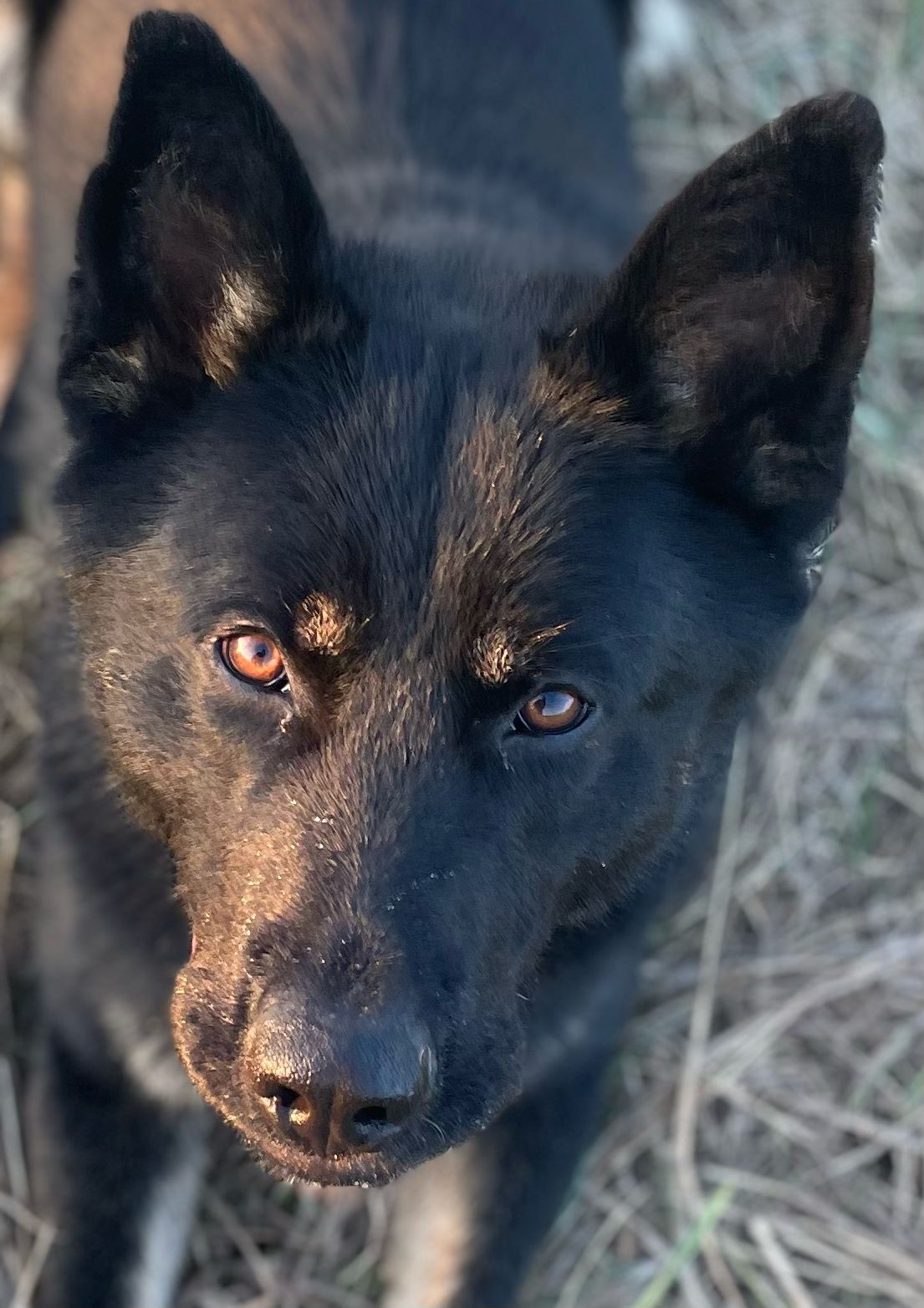Oakbank RCMP enlisted the help of Phox, a police service dog, in tracking down a suspect in connection to a break and enter at a business in the RM of Springfield.